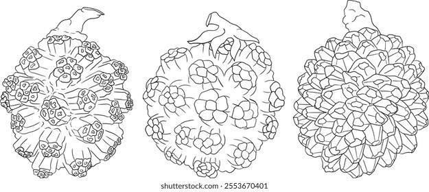 Line Pandan fruit, Sargassum. Hand drawn black and white tropical plant. Pandanus tectorius vector coloring pages