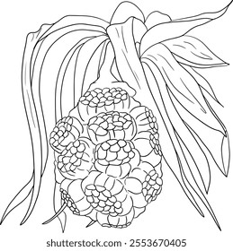 Line Pandan fruit, Sargassum. Hand drawn black and white tropical plant. Pandanus tectorius vector coloring pages