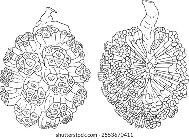 Line Pandan fruit, Sargassum. Hand drawn black and white tropical plant. Pandanus tectorius vector coloring pages