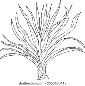 Line Pandan fruit, Sargassum. Hand drawn black and white tropical plant. Pandanus tectorius vector coloring pages