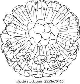 Line Pandan fruit, Sargassum. Hand drawn black and white tropical plant. Pandanus tectorius vector coloring pages