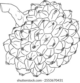 Line Pandan fruit, Sargassum. Hand drawn black and white tropical plant. Pandanus tectorius vector coloring pages