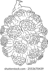 Line Pandan fruit, Sargassum. Hand drawn black and white tropical plant. Pandanus tectorius vector coloring pages