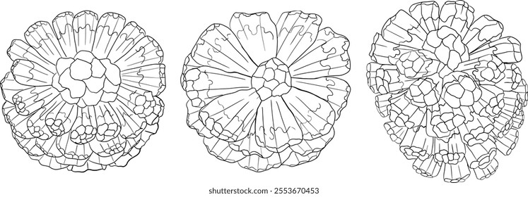Line Pandan fruit, Sargassum. Hand drawn black and white tropical plant. Pandanus tectorius vector coloring pages