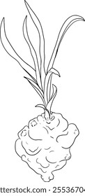 Line Pandan fruit, Sargassum. Hand drawn black and white tropical plant. Pandanus tectorius vector coloring pages