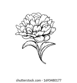 Line peony vector illustration, isolated on white background. Design greeting card and invitation of the wedding, birthday, Valentine's Day, mother's day and other holiday.