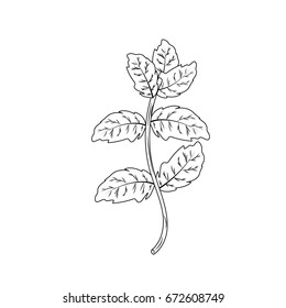 line peppermint plant ingredient to condiment of food