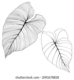 Line philodendron leaf set, black white illustration. Beautiful natural outline icon or clip art. Exotic tropical jungle plant symbol. Monochrome isolated elegant and feminine element.