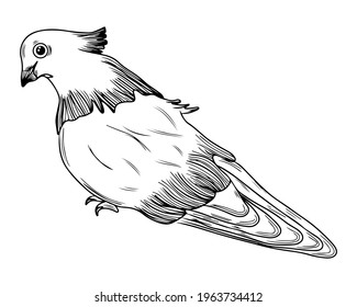 Line pigeon isolated on white background. Pigeon for coloring book or page. Vector pigeon.