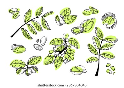 Line pistachios set with dots. Vector illustration in hand drawing style. Healthy food ingredient for vegetarian diet. Botany collection of nut, nutshell, leaves, peel, branches, seed. Gourmet snack