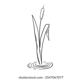 Line river reed plant in water, wetland cattail, lake grass, hand drawn isolated illustration