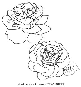 Line Rose Isolated, Floral vector,  White background
