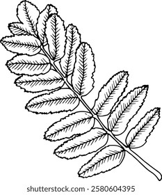 Line Rowan leaf vector illustration isolated on a white background.