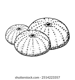 Linie Seeigel Muschel Kolonie schwarz-weiß Vektorgrafik des mediterranen Tieres im einfachen Stil. Testskelett einer handgezeichneten Tintenskizze auf dem Meeresboden