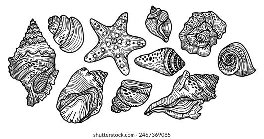 Line set of different seashells on a white background. Sketch of different decorations for the beach or sea