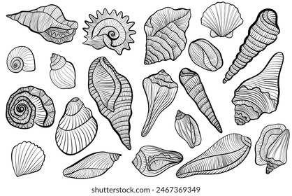 Line set of different seashells on a white background.