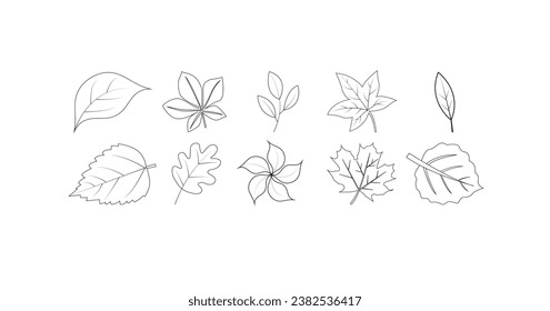 line set of leaf icons, Maple leaf,
 leaves, herbs, chestnut, acorn in sketch style, Hand drawn vector illustration isolated on white background.