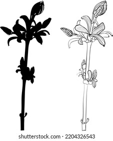 line and silhouette sketches of a young shoot of a tree on a white background