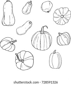 Line silhouettes of pumpkins. Pumpkin vector illustration. Doodle illustrations of pumpkins over white background. Eps10. drawing line-art. Halloween theme.
