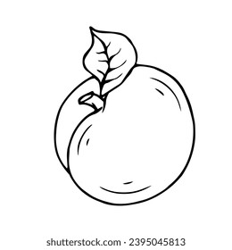 Line sketch of apricot fruit. Vector graphics.