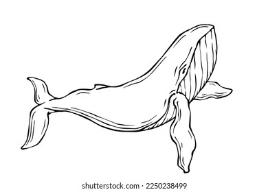 Line sketch of an aquatic whale mammal.Vector graphic.