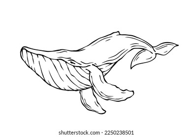 Line sketch of an aquatic whale mammal.Vector graphic.