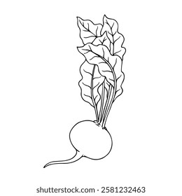 Line sketch of beet root vegetables. Vector graphics.
