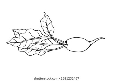 Line sketch of beet root vegetables. Vector graphics.