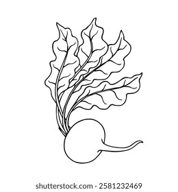 Line sketch of beet root vegetables. Vector graphics.