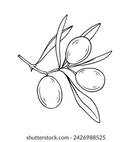 Line sketch of berries and olive leaves. Vector graphics.