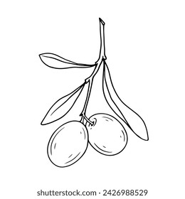 Line sketch of berries and olive leaves. Vector graphics.