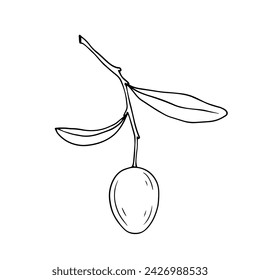 Line sketch of berries and olive leaves. Vector graphics.