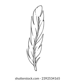 Line sketch of a bird feather. Vector graphics.