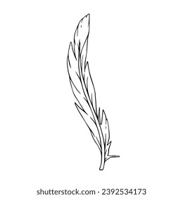 Line sketch of a bird feather. Vector graphics.