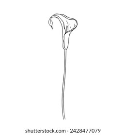 Line sketch of calla flower. Vector graphics.