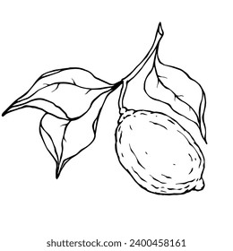 Line sketch of citrus fruit lemon.Vector graphics.