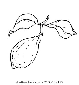 Line sketch of citrus fruit lemon.Vector graphics.