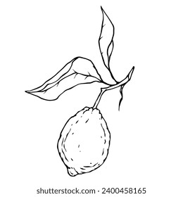 Line sketch of citrus fruit lemon.Vector graphics.
