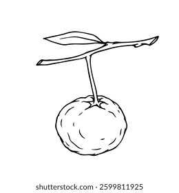 Line sketch, citrus fruit mandarin outline. Vector graphics.