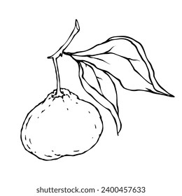 Line sketch of citrus fruit tangerine.Vector graphics.