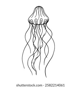 Line sketch, coloring aquatic animals jellyfish. Vector graphics.