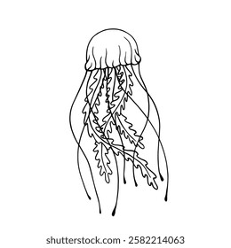 Line sketch, coloring aquatic animals jellyfish. Vector graphics.