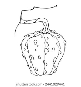 Line sketch, coloring of autumn pumpkin.Vector graphics.	