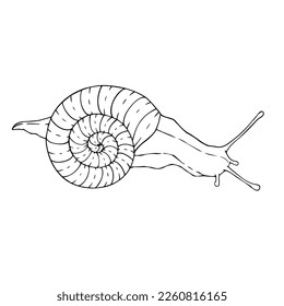 Line sketch, coloring of a crawling snail. Vector graphics.