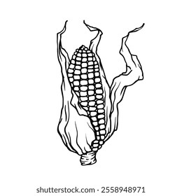 Line sketch of corn head. Decorative doodles of grain crops. Vector graphics.