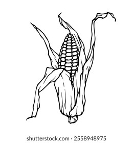 Line sketch of corn head. Decorative doodles of grain crops. Vector graphics.