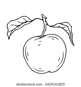 Line sketch, doodle of apple fruit. Vector graphics.