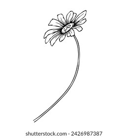 Line sketch, doodle of chamomile flowers. Vector graphics.