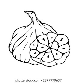 Line sketch, doodle of garlic. Vector graphics.