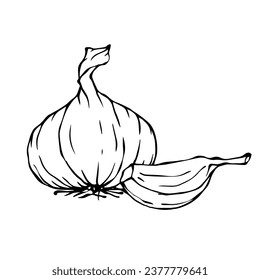 Line sketch, doodle of garlic. Vector graphics.